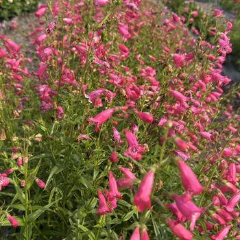 Penstemon parryi 'Balmounose' PPAF