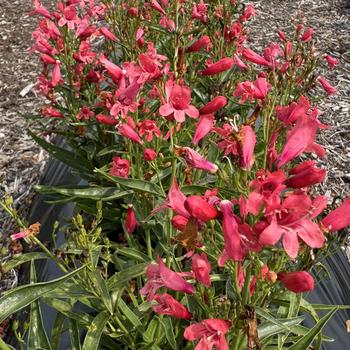 Penstemon Rock Candy® '' (313174)