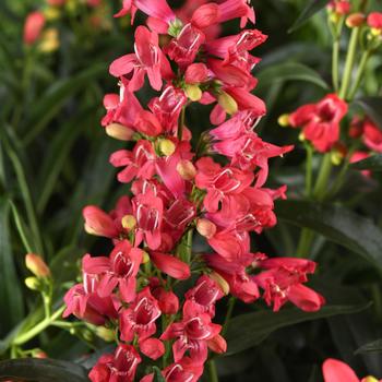 Penstemon 'Balrocoral'