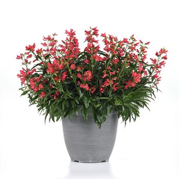 Penstemon Rock Candy® '' (313176)