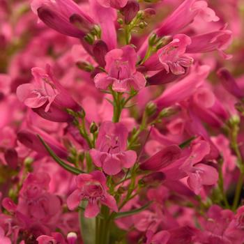 Penstemon 'Balrocinki'
