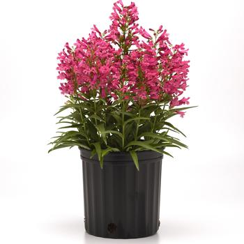 Penstemon Rock Candy® '' (313178)