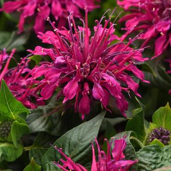 Monarda didyma 'Balbeempur' PPAF