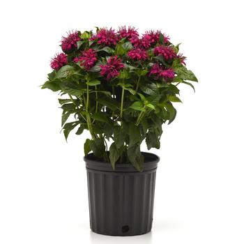 Monarda didyma BeeMine™ '' (313182)