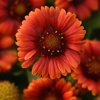 Gaillardia aristata 'Guapa Red' (313183)