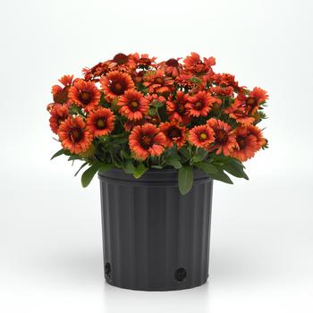 Gaillardia aristata 'Guapa Red' (313184)