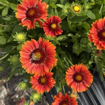 Gaillardia aristata 'FLOGB0014'