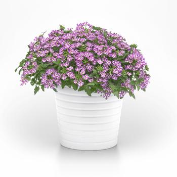 Verbena Beats™ 'Lavender Star' (313187)