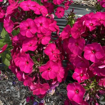 Phlox paniculata Flame® 'Bordeaux Red' (313188)