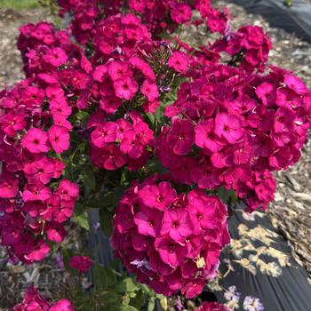 Phlox paniculata 'Bordeaux Red'