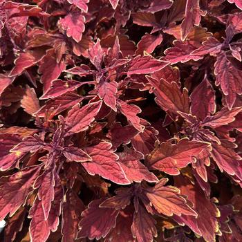 Coleus Flexi™ 'Cinnamon'