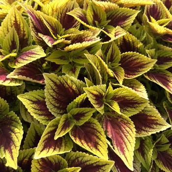 Coleus GardenScape™ 'Bright Day'
