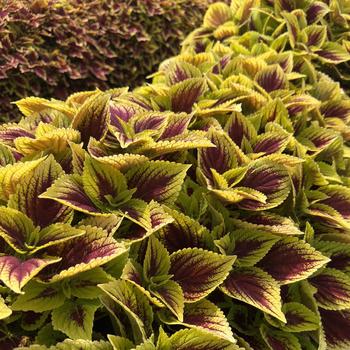 Coleus GardenScape™ 'Bright Day' (313193)