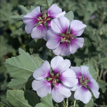 Lavatera maritima 'Bicolor'