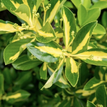 Euonymus japonicus 'Aureovariegatus'