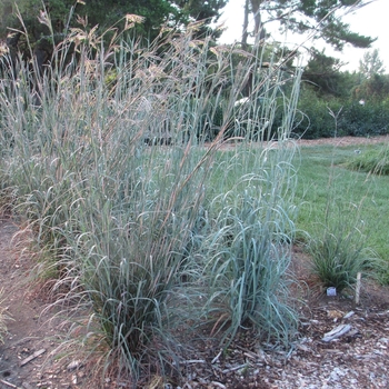 Andropogon gerardii