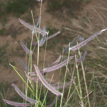 Bouteloua gracilis