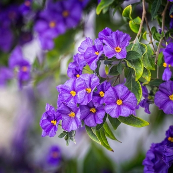 Solanum rantonnetii 'Royal Robe'