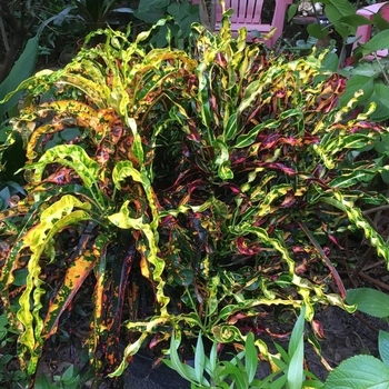 Codiaeum variegatum 'Dreadlocks' 