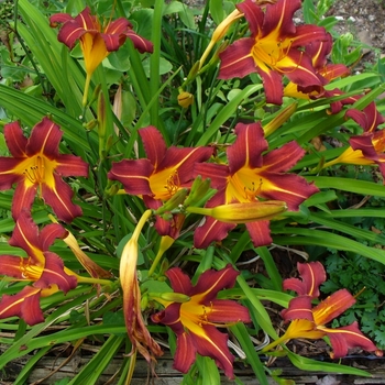 Hemerocallis 'Ming Toy' 