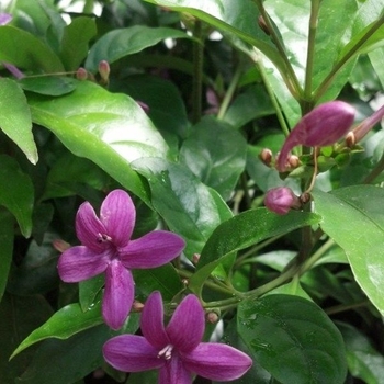 Pseuderanthemum laxiflorum