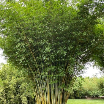 Bambusa textilis gracilis