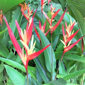 Heliconia 'Multiple Varieties'