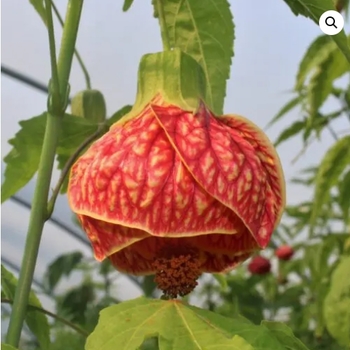 Abutilon 'Red Tiger'