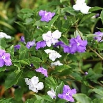 Brunfelsia grandiflora
