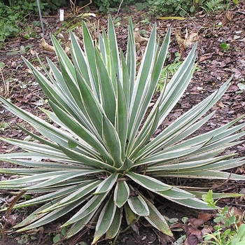 Agave angustifolia var. marginata