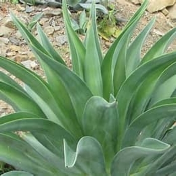 Agave desmettiana