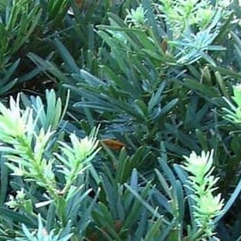 Podocarpus macrophyllus 'Pringles Dwarf'