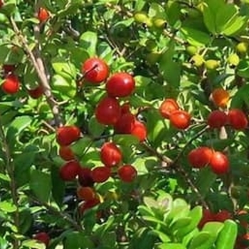 Myrcianthes fragrans