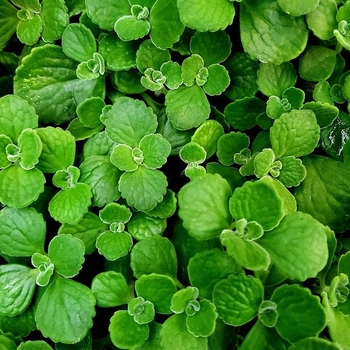 Plectranthus tomentosa