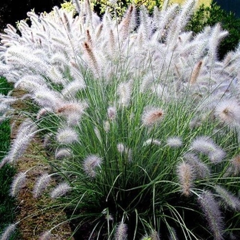 Pennisetum setaceum 'Alba'