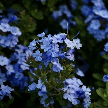 Plumbago auriculata 'Dark Blue'