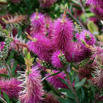 Callistemon citrinus 'Jeffers' 