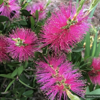 Callistemon viminalis 'Neon Pink' 27,138