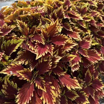 Coleus Flexi™ 'Purple Lance'