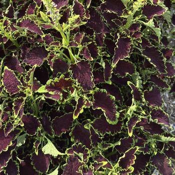 Coleus 'Colocha Chocolate Green'