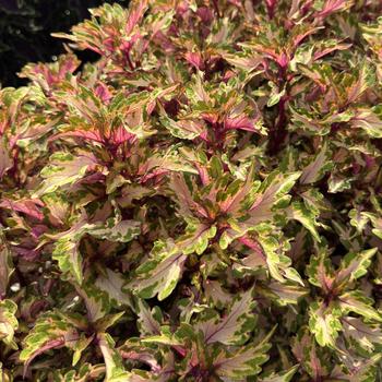 Coleus Down Town® 'Miami Magic' (313255)