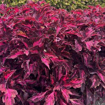 Coleus 'Royalty' PP26,570