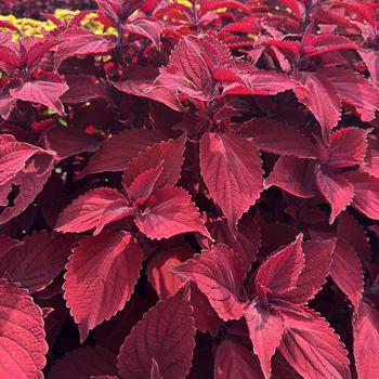 Coleus 'Beale Street'