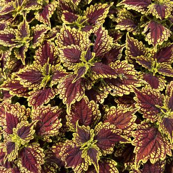 Coleus Main Street 'Oxford Street' (313258)