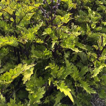 Coleus 'Rodeo Drive'