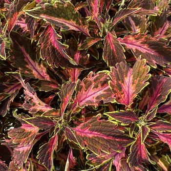 Coleus scutellarioides 'Coral Candy' (313260)