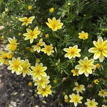 Bidens 'Spicy Electric White'
