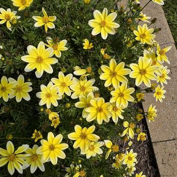 Bidens 'Spicy Electric White' (313262)