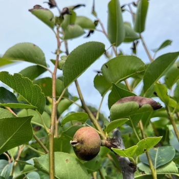 Pyrus communis 'Kieffer'