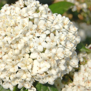 Viburnum 'PIIVIB-1' PP23385